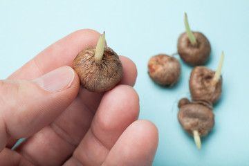 The hand shows sprouted bulbs of flowers on a blue background.