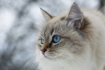 Naklejka premium Animal lovers. Beautiful Siberian cat as a home pet.