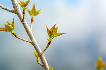 Lenz Bluete im Frueh Jahr Garten Natur Ahorn Baum