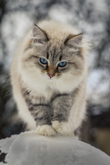 Animal lovers. Beautiful Siberian cat as a home pet.