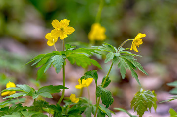 Garten Wiese Frueh Jahr Gelbe Bluete Lenz auf