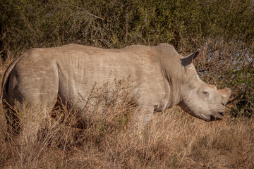 Obraz premium The Endangered White Rhino