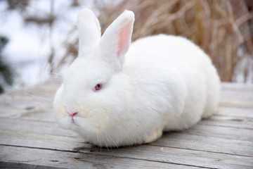 White fluffy bunny on a wooden background