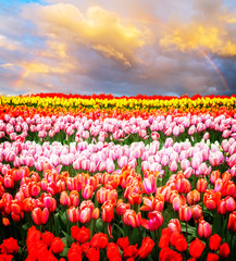 Rows of tulip flowers