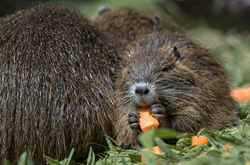 Coypu eating carrot