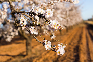 Spring, flowering and nature concept - beautiful almond flowers