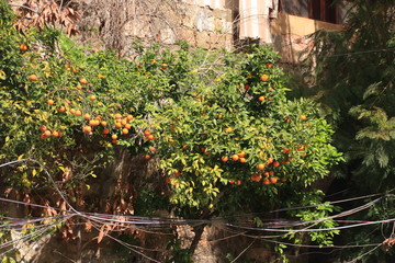 des orangers à Tripoli