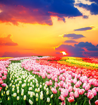 Rows of tulip flowers