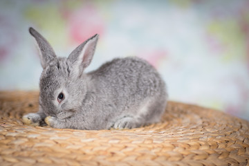 Cute little Easter bunny rabbit