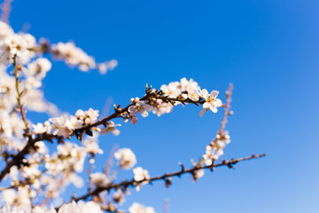 Spring, flowering and nature concept - beautiful almond flowers