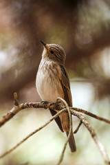 Marsh warbler