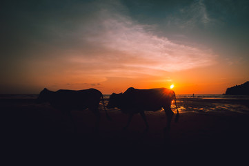 Fototapeta na wymiar A silhouette photo of two cows walking on a beach in sunset on a beach in Malaysia.