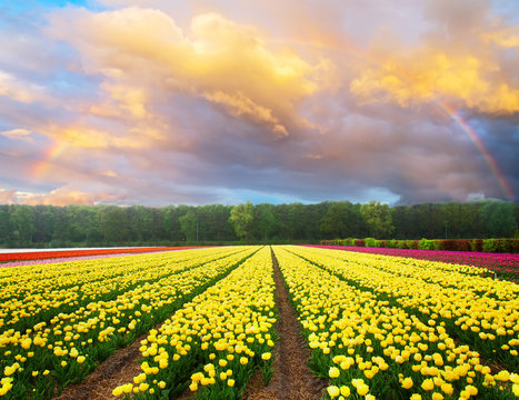 Dutch yellow and violet tulip fields in sunny day