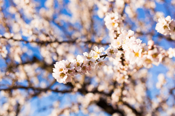 Spring, flowering and nature concept - beautiful almond flowers
