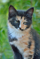 Fototapeta premium Kitten 7