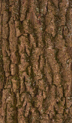 Brown texture of tree bark. Close up.