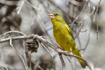 Fototapeta premium An european greenfinch singing