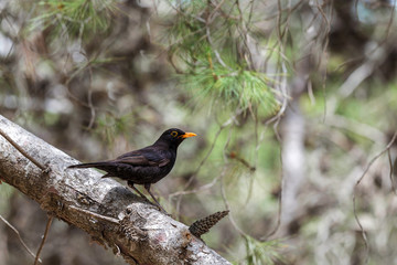 The blackbird