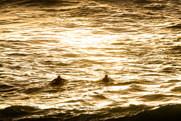 Surfers heading out during golden sunrise