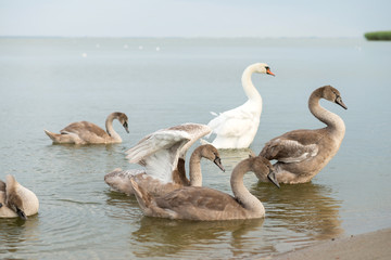 Flock of swans near the pond