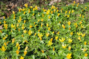 Flowers Shibateranthis longistipitata blossoms in spring, Erantis