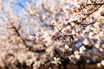 Spring, flowering and nature concept - beautiful almond flowers