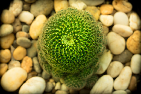 cactus,this is background photos,screen server