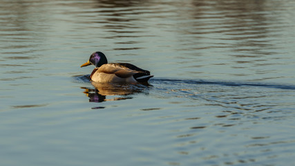 A duck swimming on a winter lake with the reflection of trees on the water, seen at the Entenfang lake, Duisburg, North Rhine-Westphalia, Germany