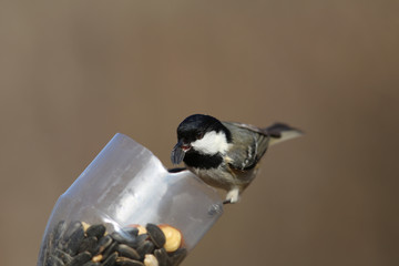 The little Coal Tit with  on a feeder, sits and holds a seed