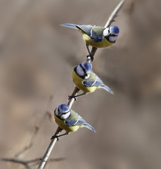 Three blue Tits chose one branch in order to rest. It's strange that they do not show aggression...