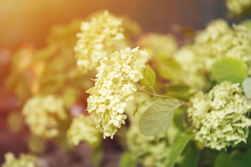 Hydrangea at sunset