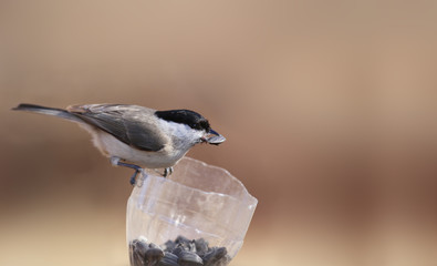 Willow tit, sits on the feeder and holds the seed in its beak .....