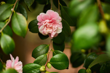 Beautiful camellia flowers blossom in botanic park