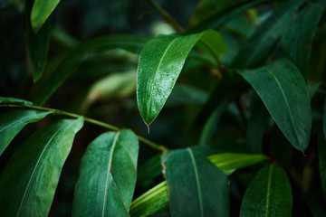 green tropical leaves background