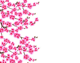 Sakura. Card. Branched branches of a blossoming cherry spring tree with purple flowers and buds. Isolated on white background. illustration