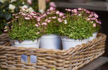 beautiful flowers in basket in flower shop