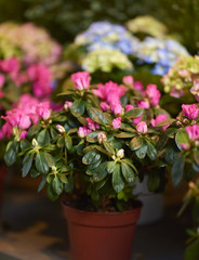 beautiful flowers in pot in flower shop