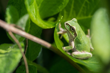 カエル　ニホンアマガエル.