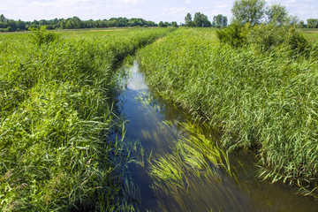 Overgrown wild river