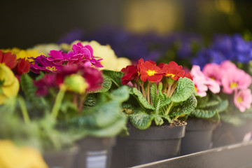 beautiful flowers in pot in flower shop