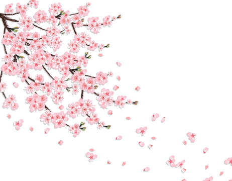 Sakura. A lush cherry branch with pink flowers in the wind loses petals. Isolated on a pink background. illustration