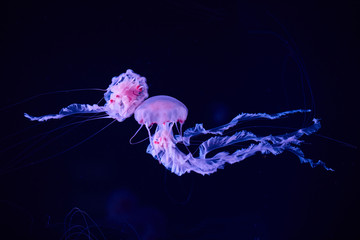 Beautiful colorful jellyfish in aquarium