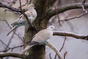 Obraz premium Turtledove on a tree shivering in cold