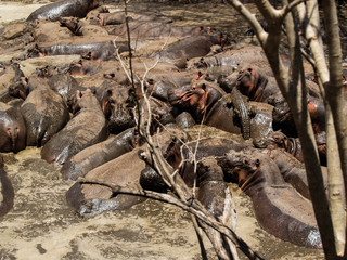 African wildlife