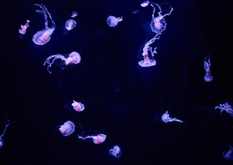 Fototapeta na wymiar Beautiful colorful jellyfish in aquarium