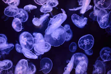 Beautiful colorful jellyfish in aquarium © Agave Studio