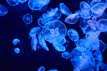 Beautiful colorful jellyfish in aquarium