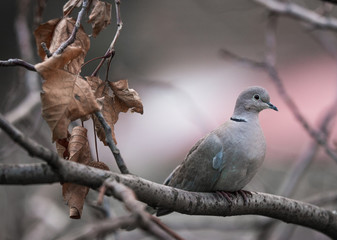 Turtledove on a tree shivering in cold