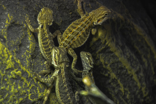 A bunch of lizzards