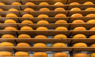 Fototapeta premium Cheese wheels in Amsterdam store. Netherlands